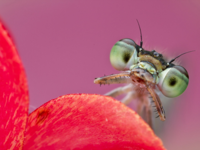 Citrine forktail, ischnura hastata, макро