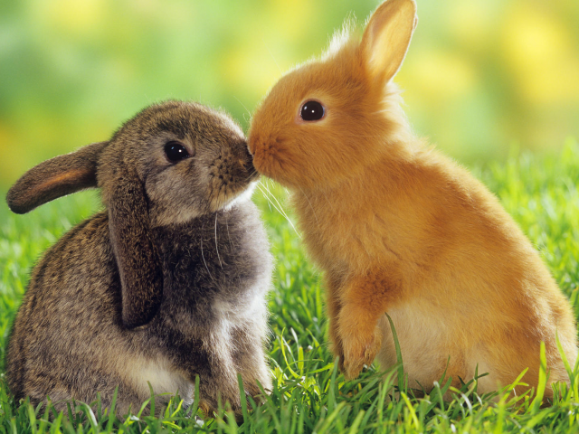 кролики, поцелуй, kiss