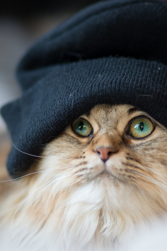кот, шапка, взгляд, крутой