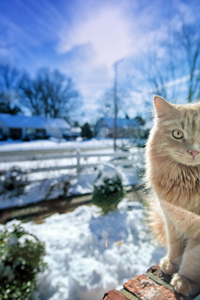 окно, зима, свет, gregory j scott photography, Кошка