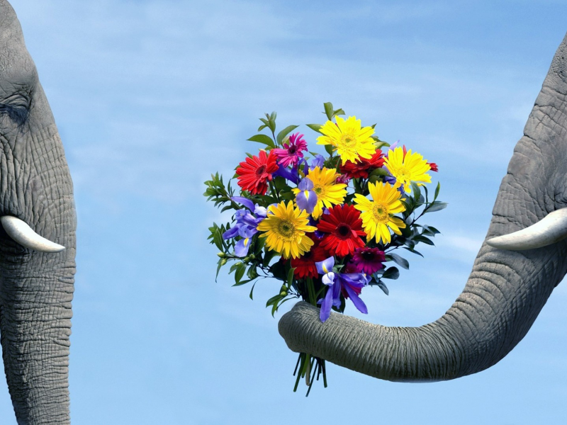 Слоны, цветы
