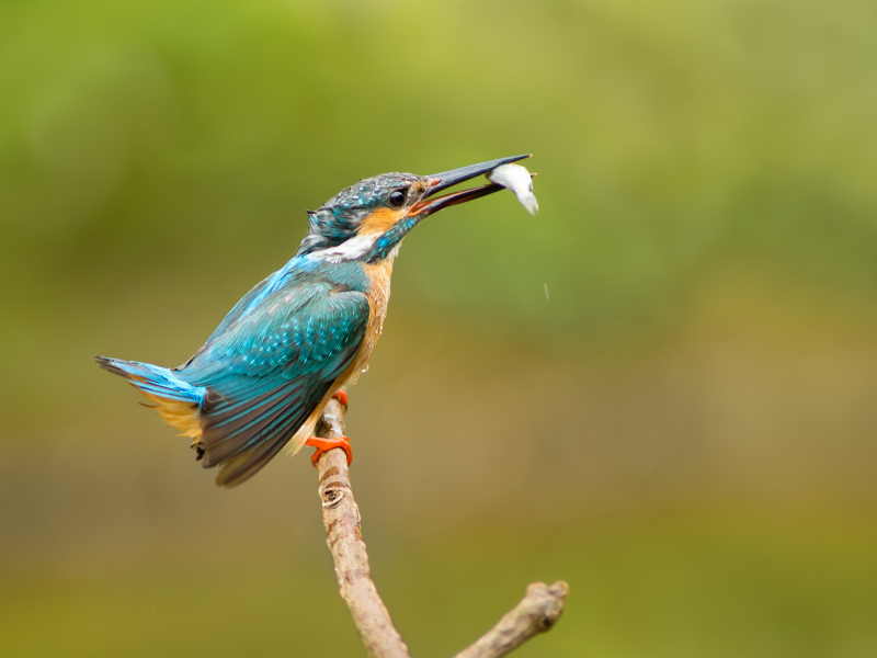 улов, kingfisher, обыкновенный зимородок, Птица, alcedo atthis