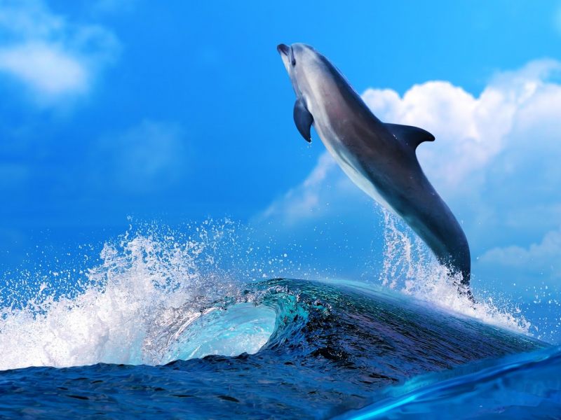 дельфин, и море