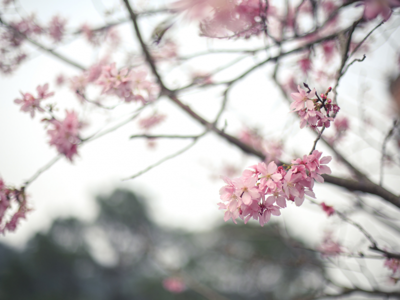 дерево, цветы, сакура, Весна, ветка, цветение