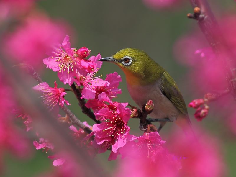 цветы, цветение, дерево, розовые, весна, Птица