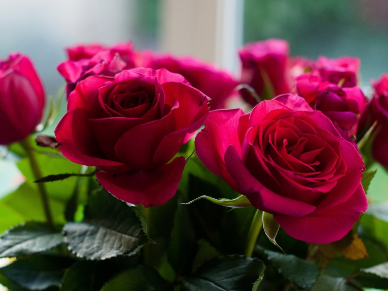 букет, Розы, цветы