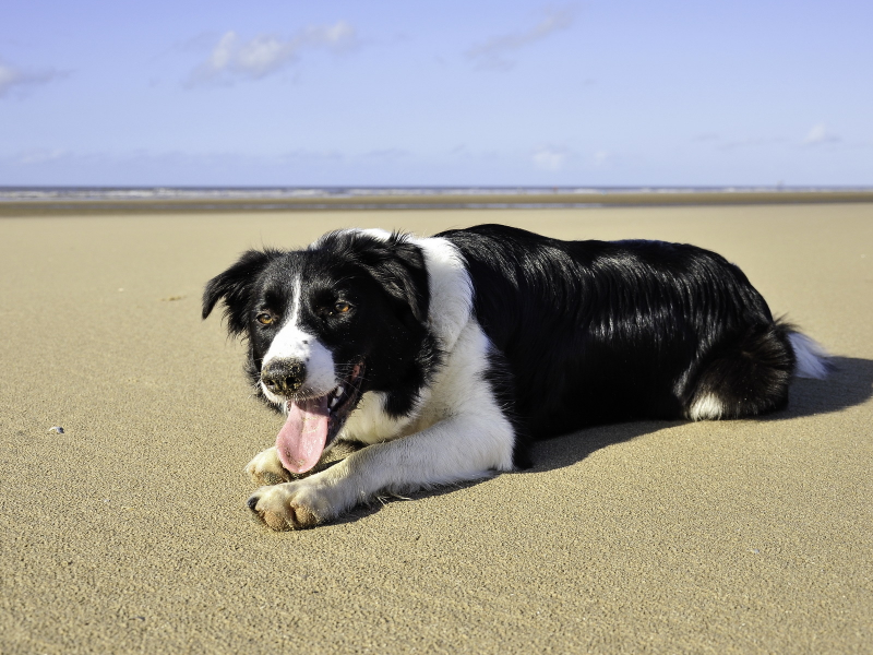 лето, Собака, пляж, море
