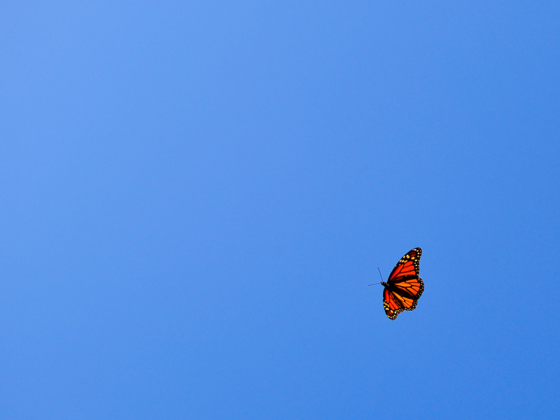 минимализм, небо, полет, оранжевая, Бабочка, голубое