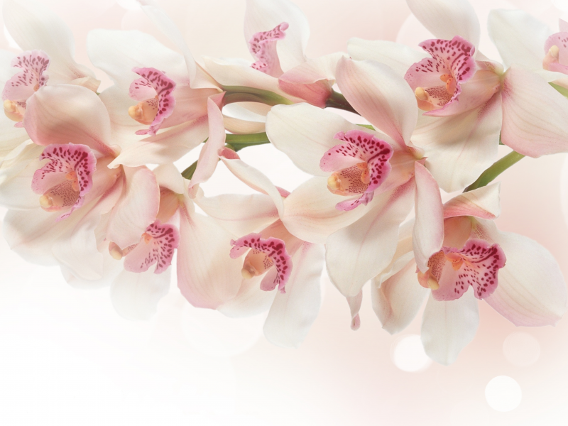 Орхидея, ветка, розовые, цветы, белые