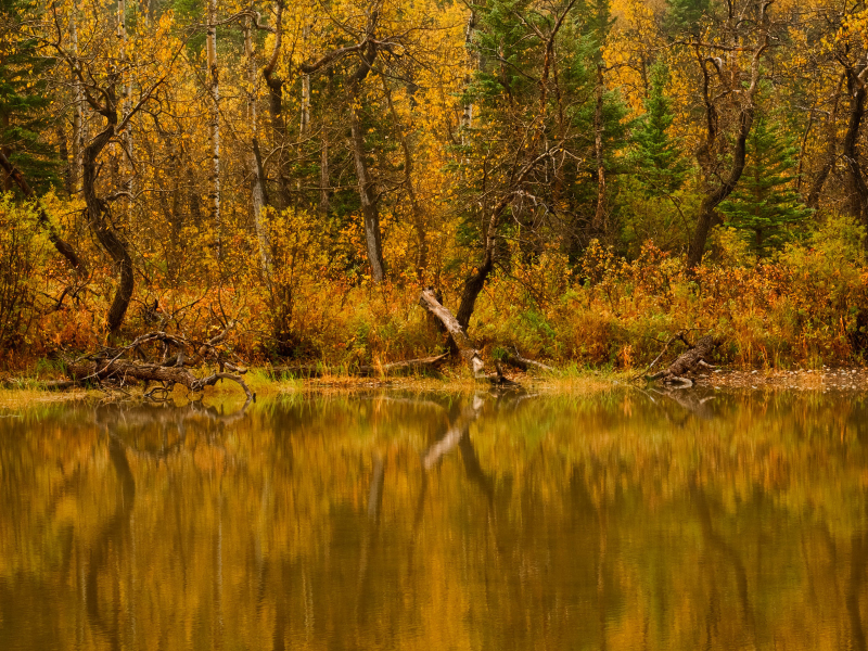 Природа, вода, осень, лес, река, деревья