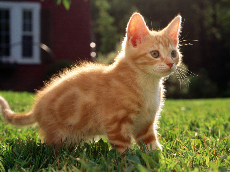 трава, котенок, дом, Cat, рыжий, кот, кошка, полосатый