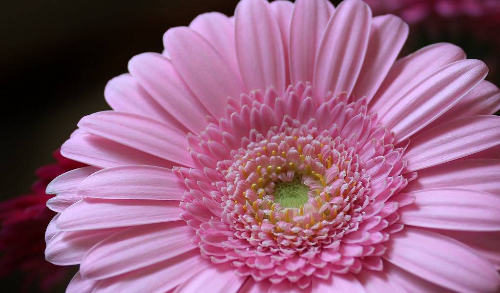 лепестки, petals, розовый, pink, гербера, цветок, gerbera, flower