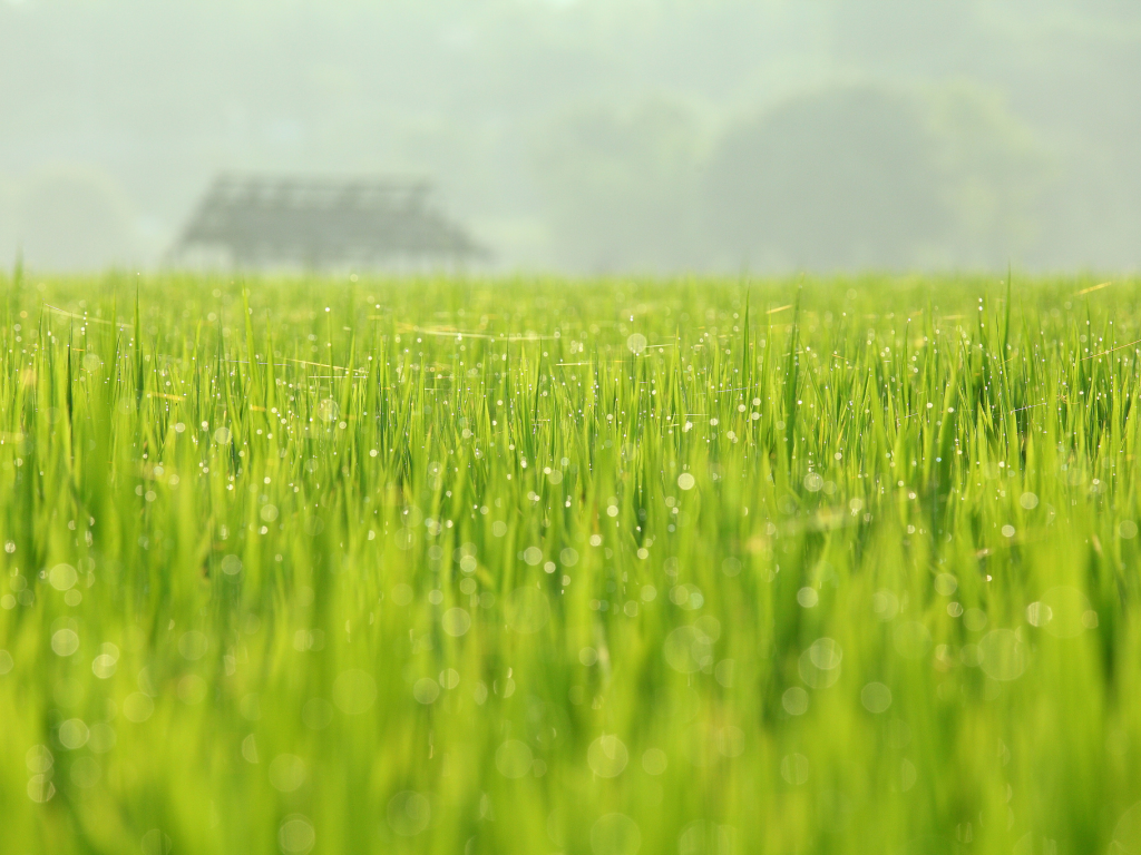 поле, august huang photography, роса, май, зелень, природа, весна
