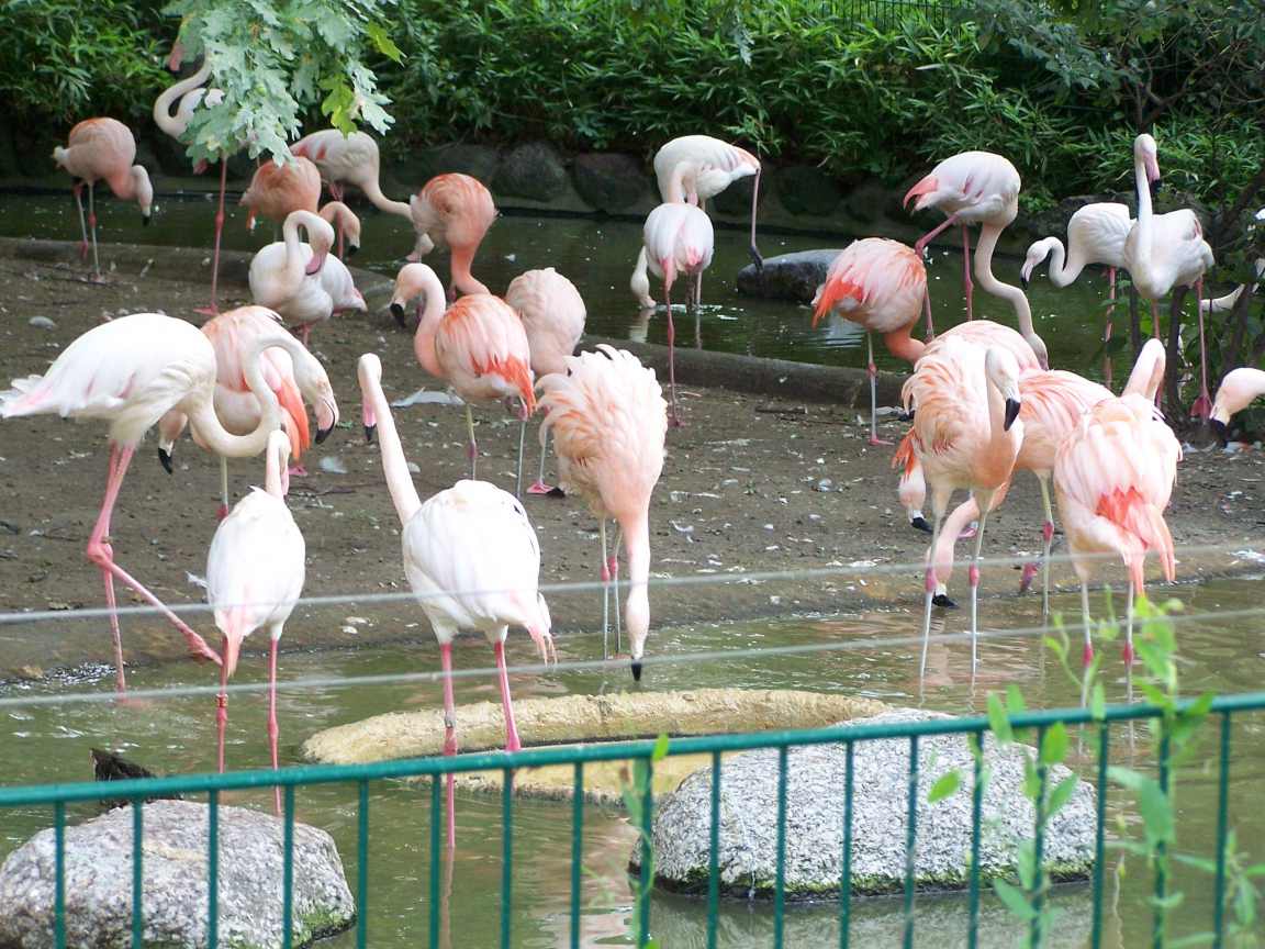 Фламинго, Берлинский зоопарк