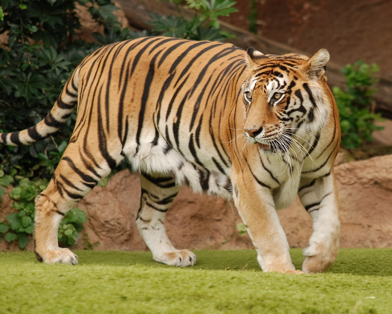 Тигр, тигренок
