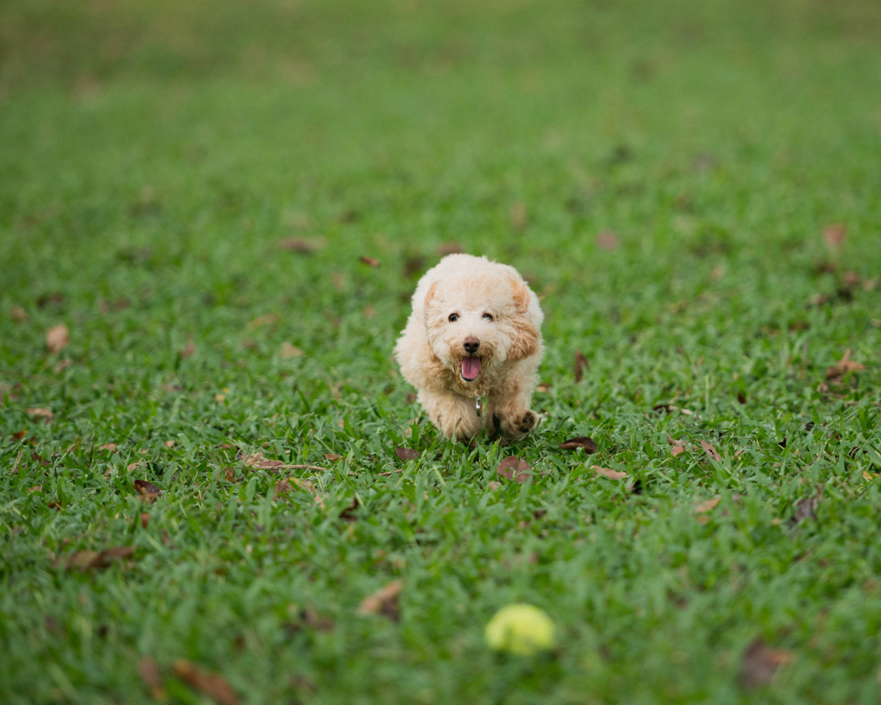 газон, мяч, бег, собака, игра, трава