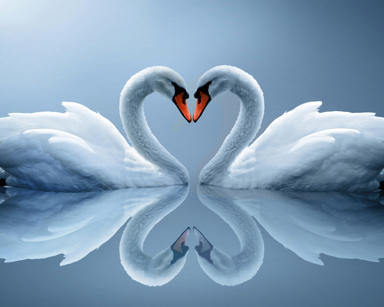 белые лебеди, отражение, пара, сердце