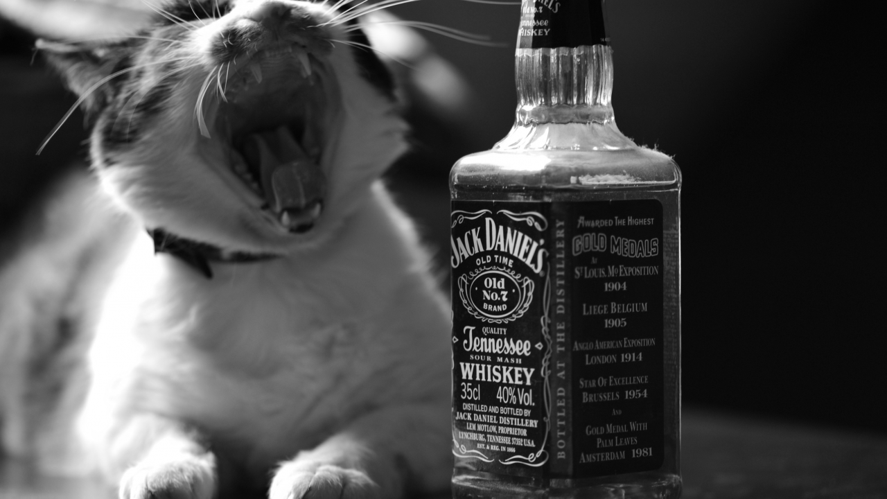 кошка, jack daniels, алкоголь, пасть, виски, черно-белое