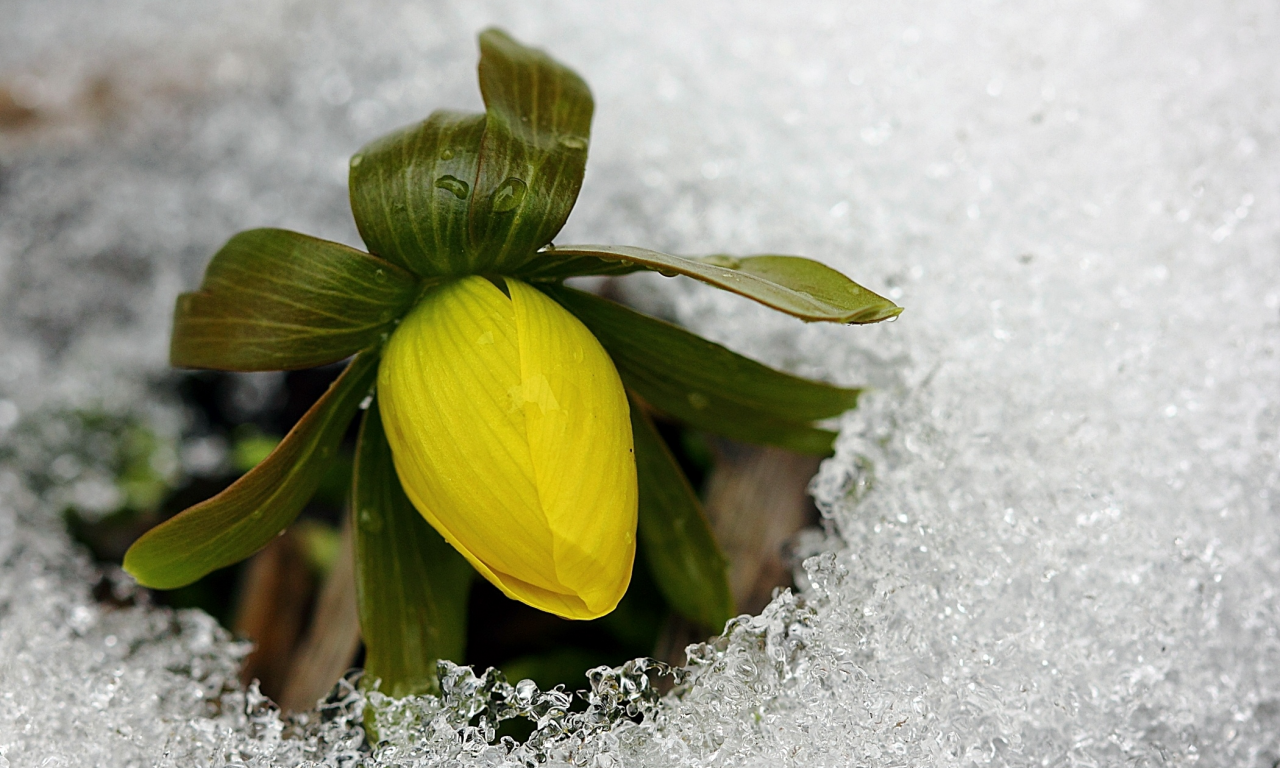 желтый, холод, цветок, весна, лед, бутон