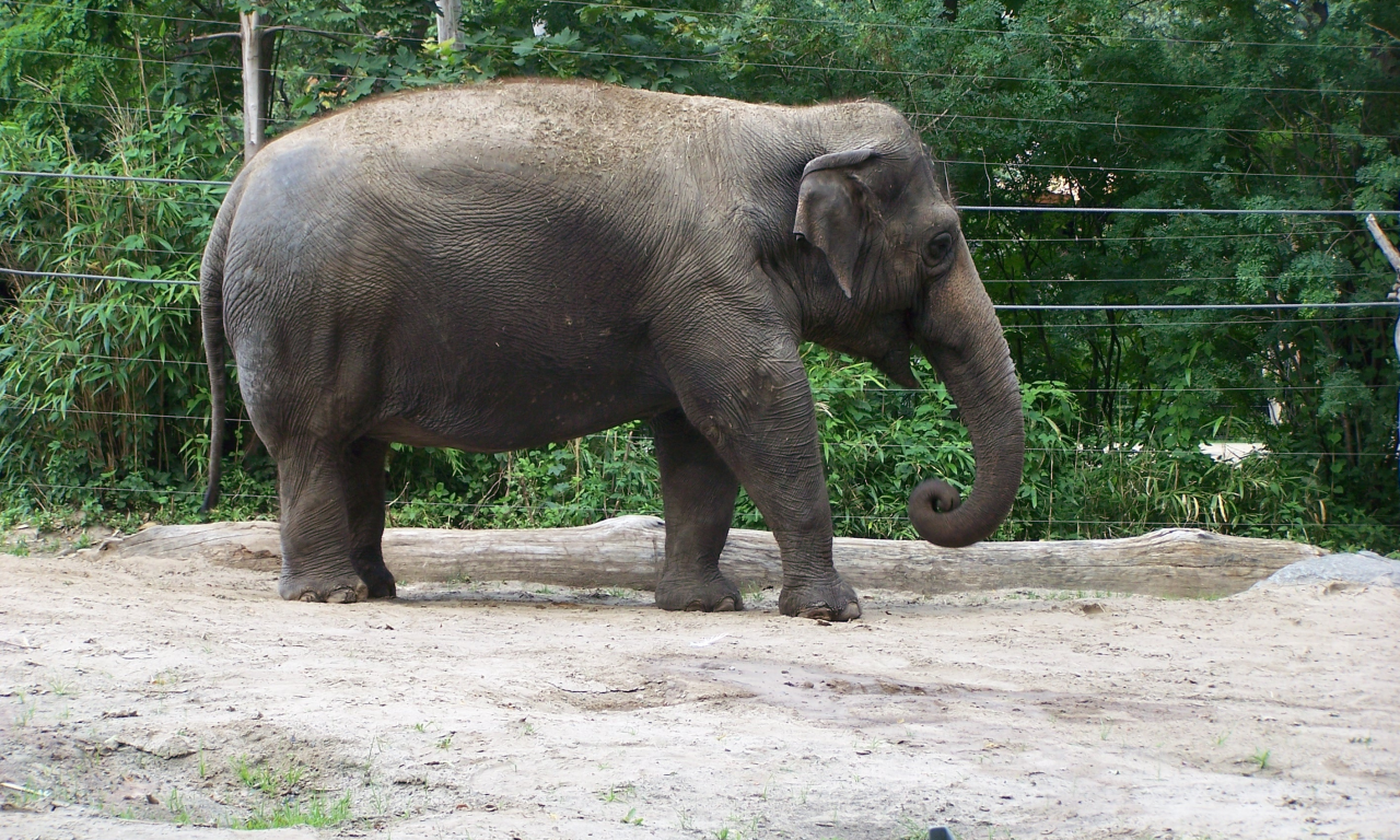 Слон, Берлин ZOO