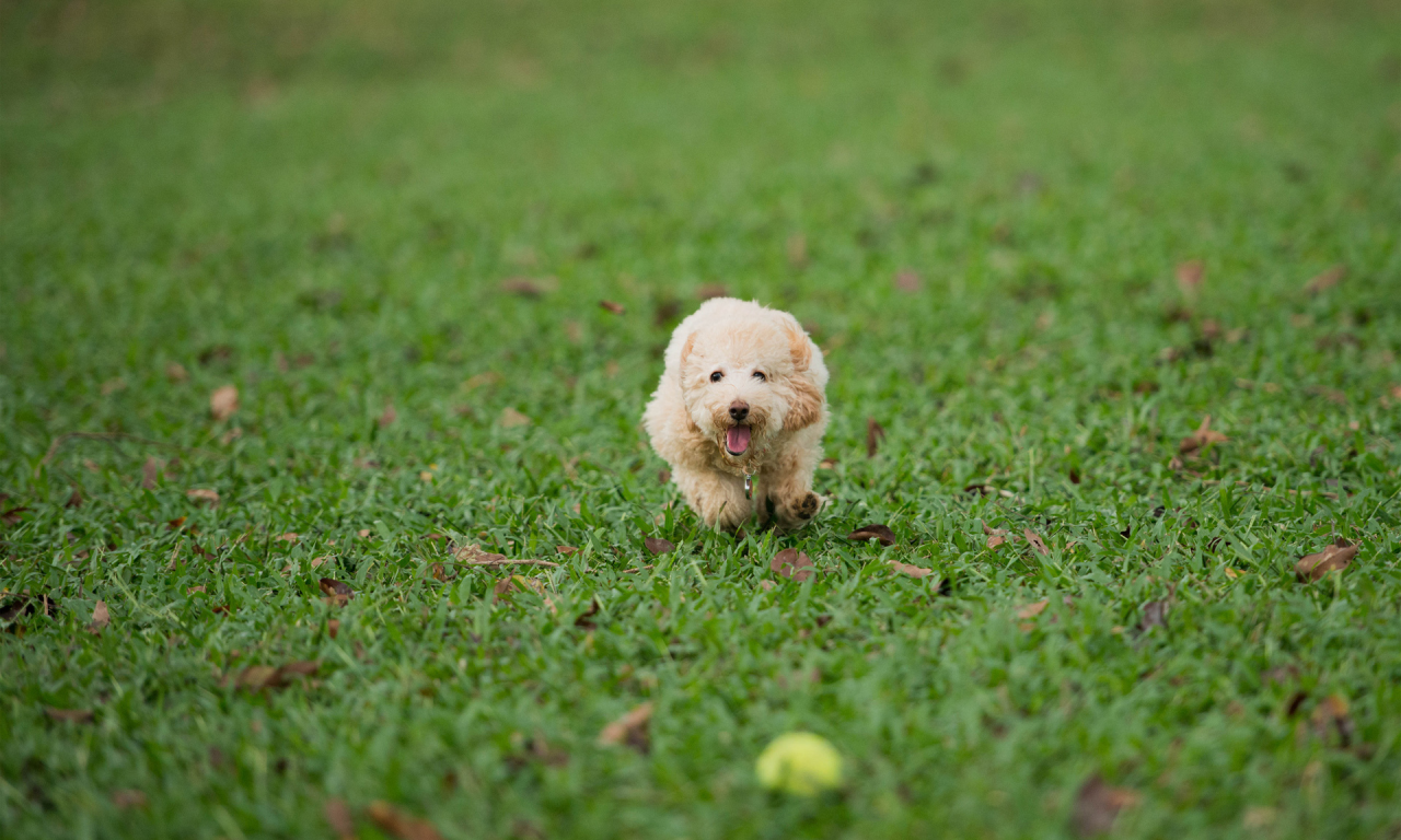 газон, мяч, бег, собака, игра, трава