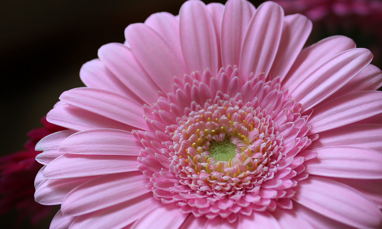 лепестки, petals, розовый, pink, гербера, цветок, gerbera, flower