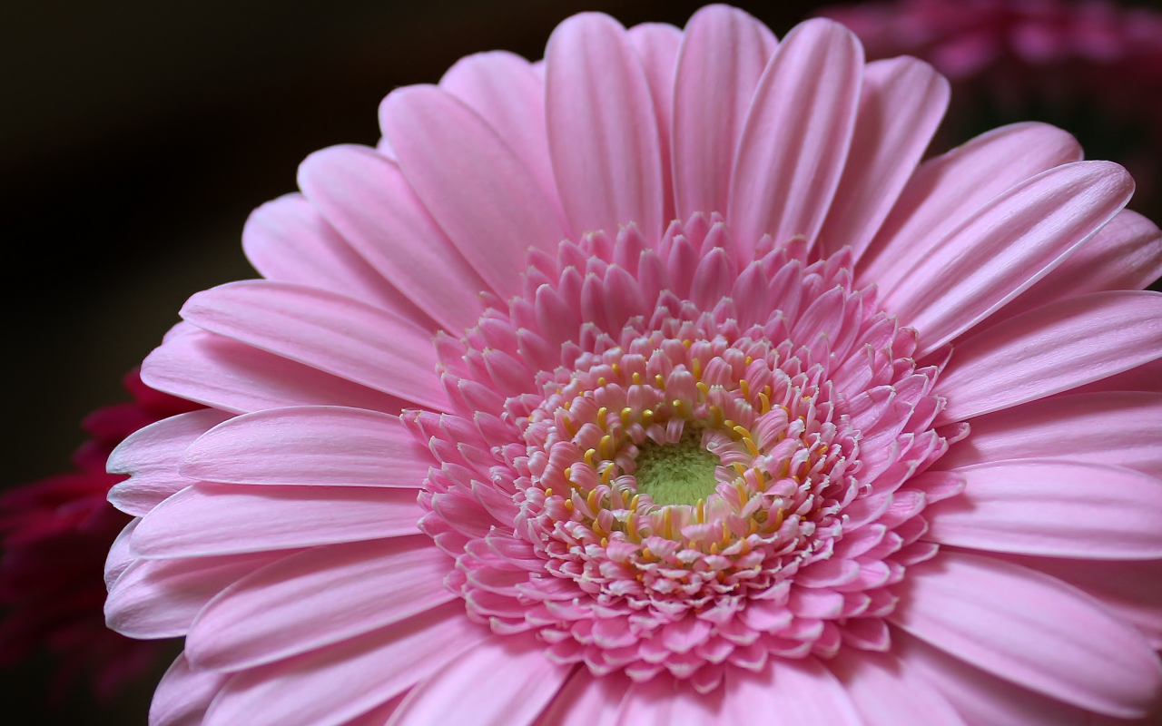 лепестки, petals, розовый, pink, гербера, цветок, gerbera, flower