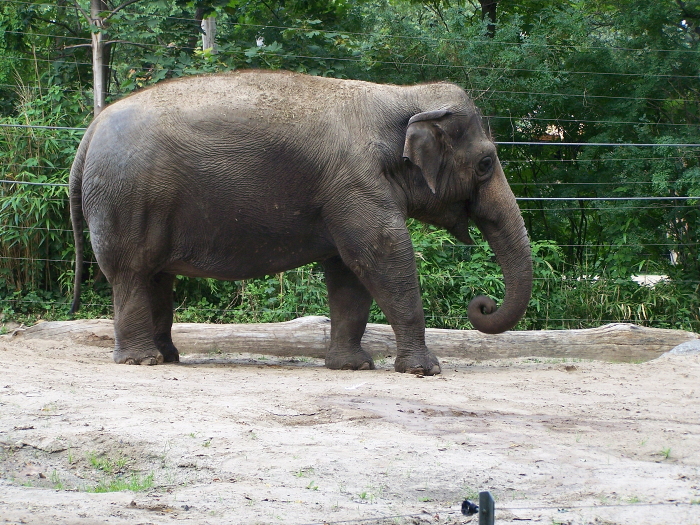 Слон, Берлин ZOO