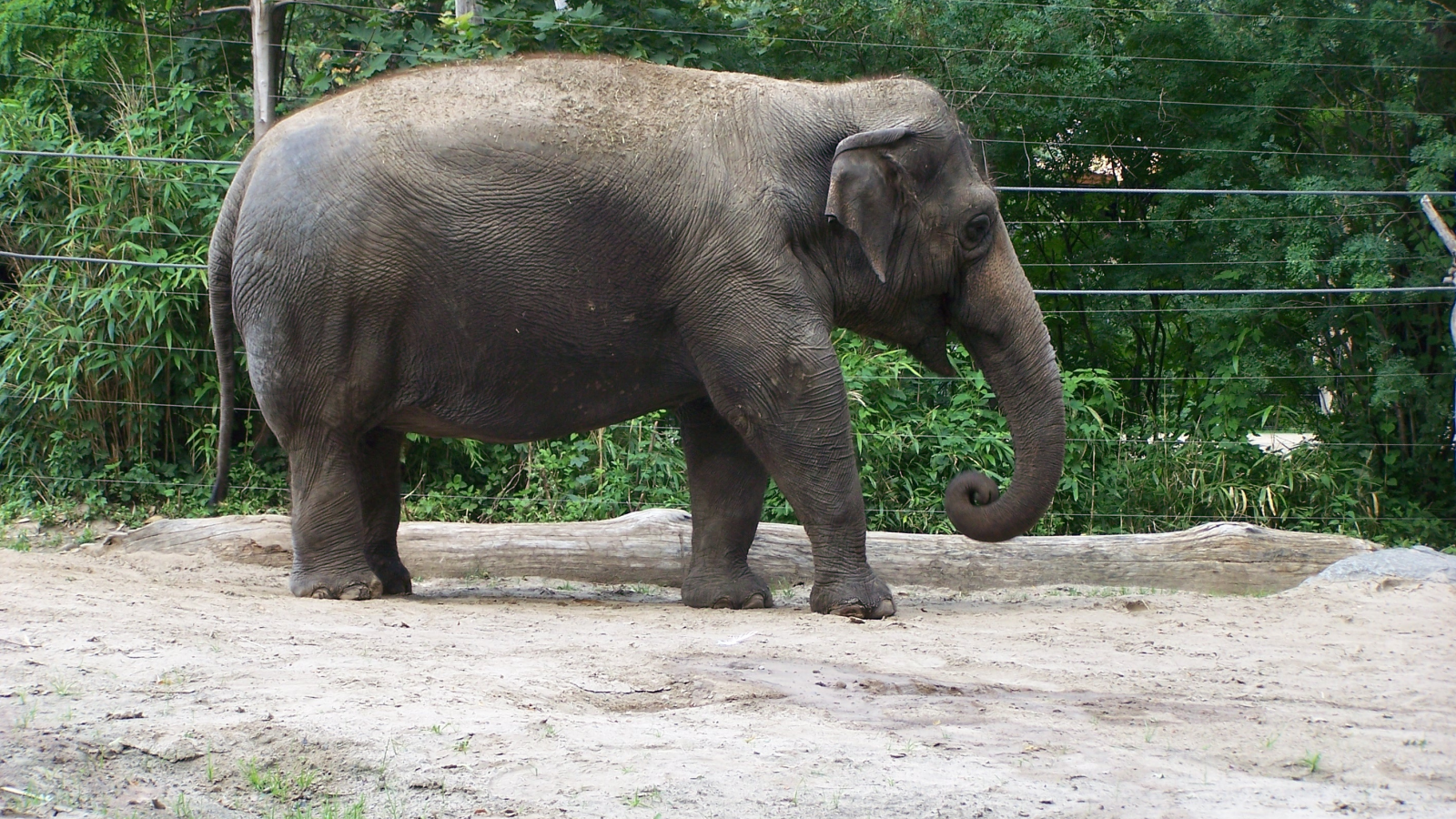 Слон, Берлин ZOO