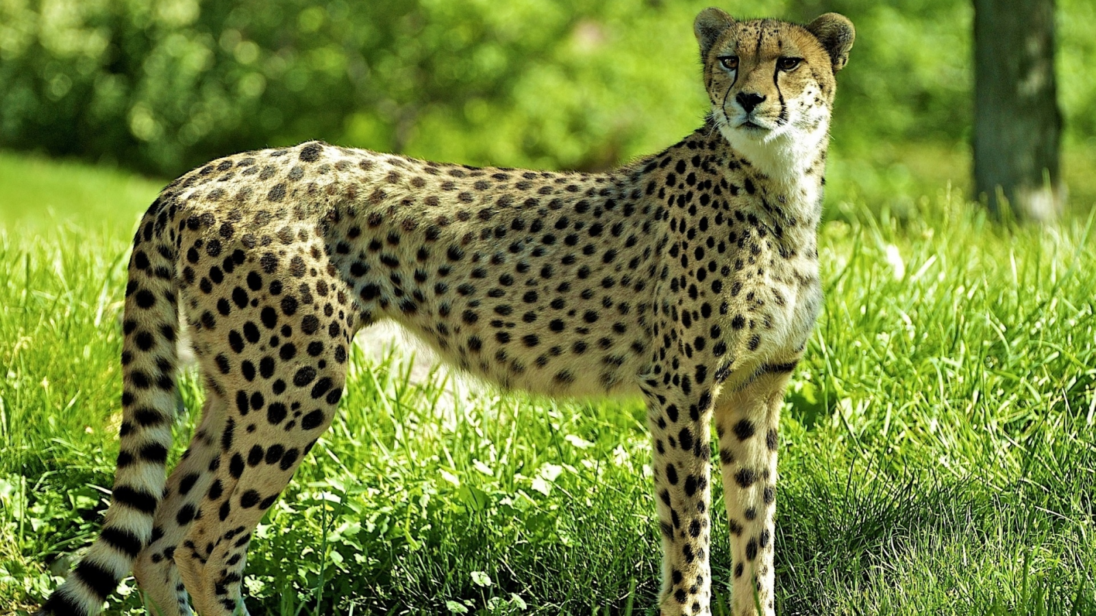 guepard, гепард, cheetah, лес, трава, поляна
