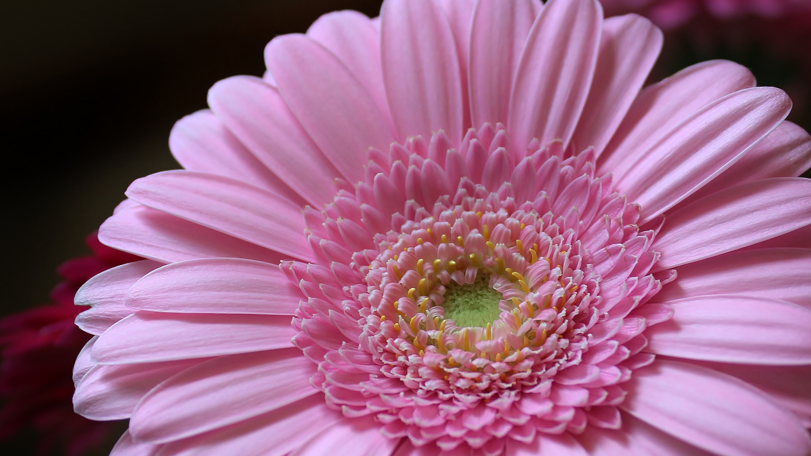 лепестки, petals, розовый, pink, гербера, цветок, gerbera, flower