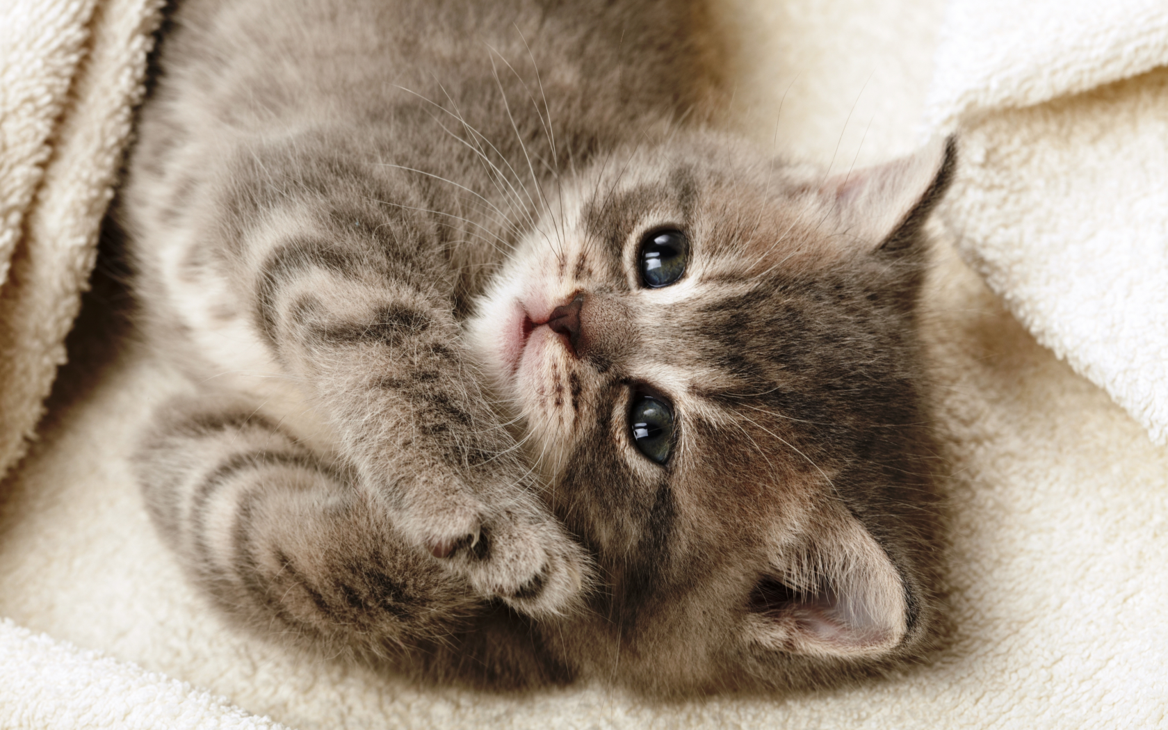 смотрит, лежит, котенок, серый, кошка, одеяло, лапки