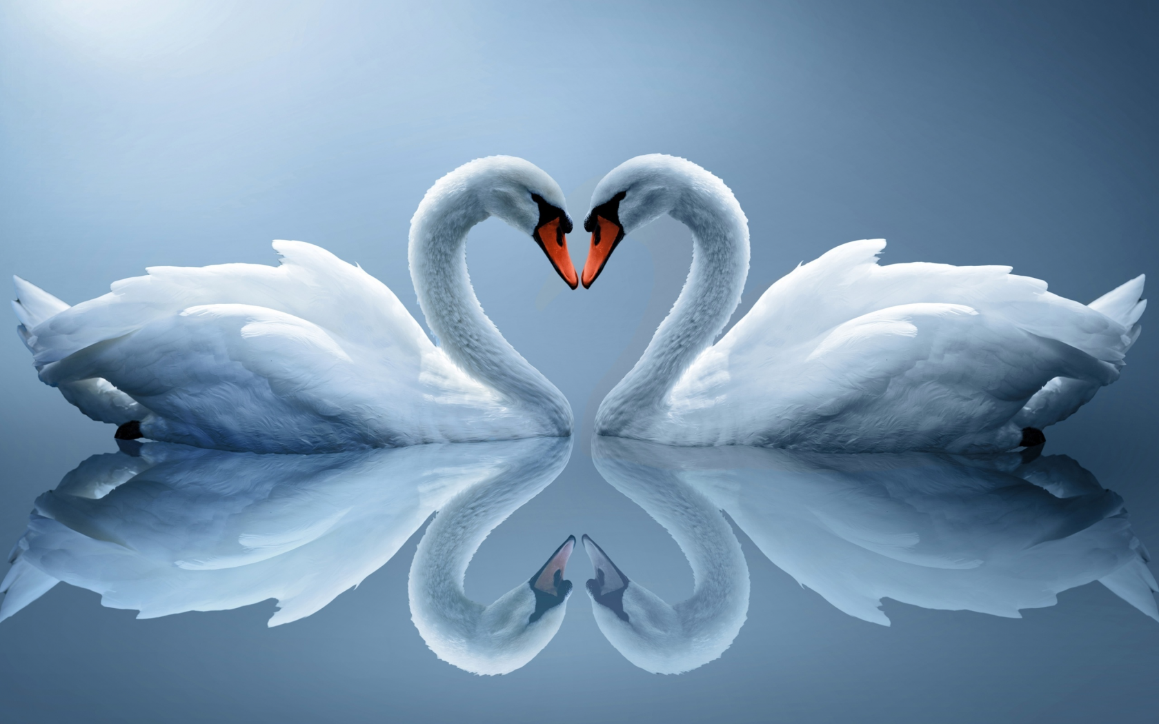 белые лебеди, отражение, пара, сердце