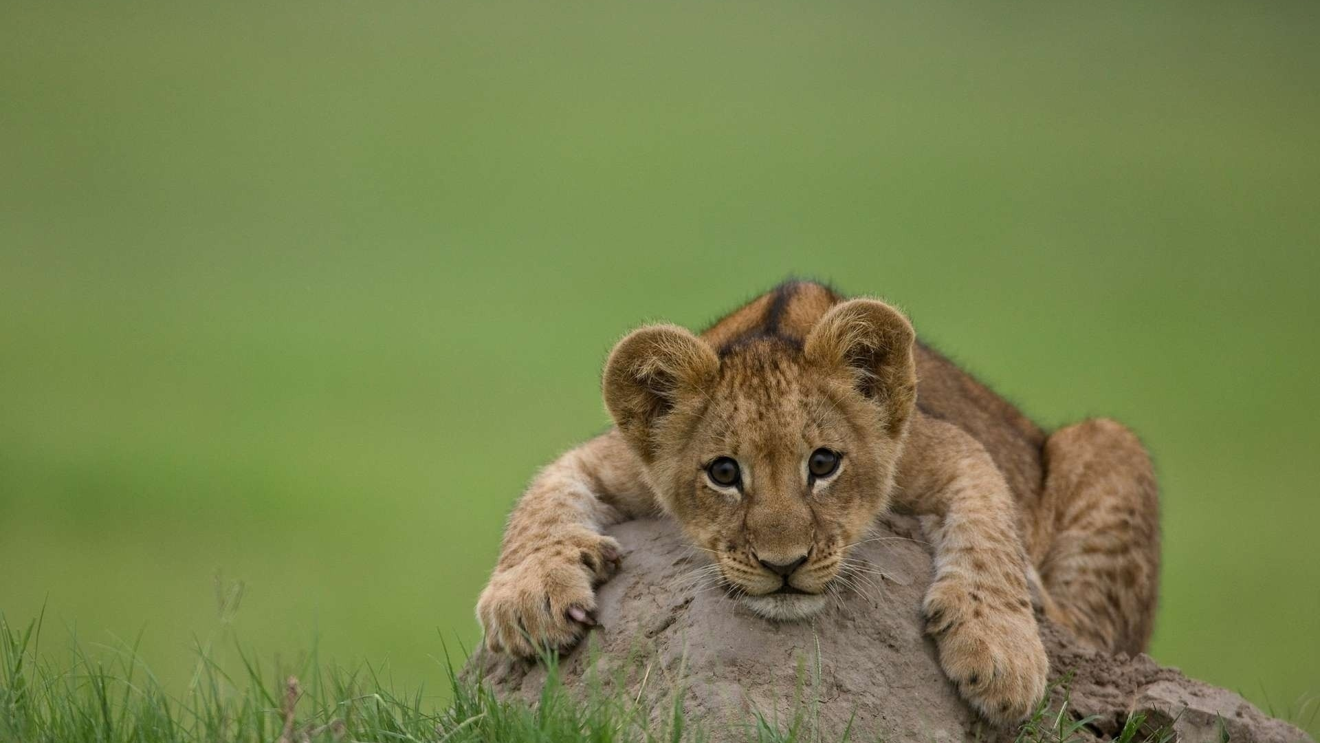 лев, хищник, кошка, львенок