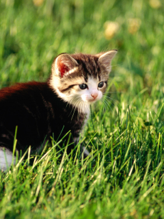 котэ, трава, cat, киска, кот, кошка, киса, котенок