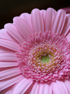 лепестки, petals, розовый, pink, гербера, цветок, gerbera, flower