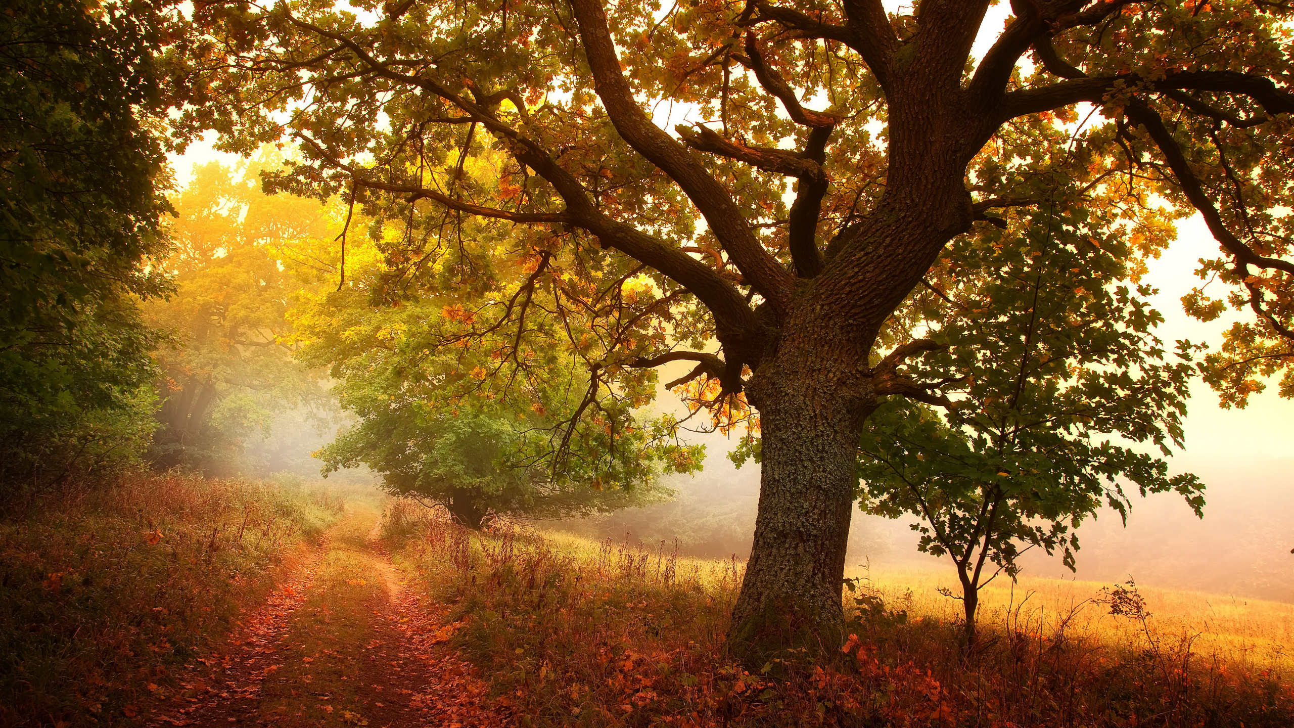  тропа, осень, деревья, листья