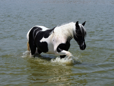 окраска, белый, вода, лошадь, грива, чёрный, хвост