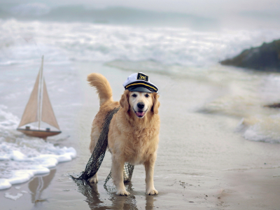 море, кораблик, собака