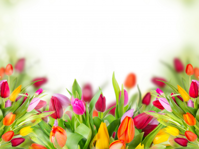 листики, цветы, тюльпаны