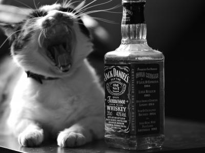 кошка, jack daniels, алкоголь, пасть, виски, черно-белое