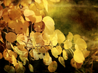 листья, осень, стиль, фон