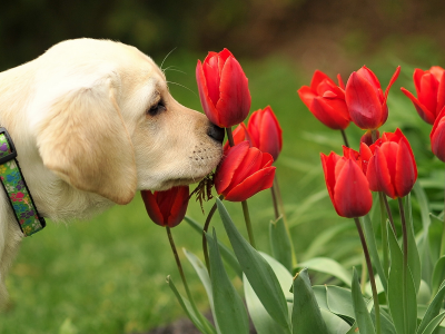 природа, цветы, собака