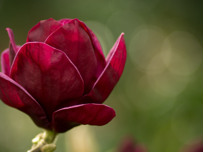 magnolia, розовый, макро, зеленый, цветы, магнолия, цветок