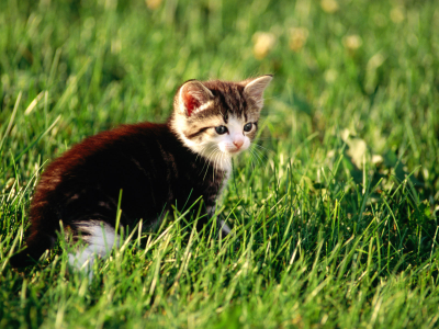 котэ, трава, cat, киска, кот, кошка, киса, котенок