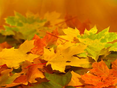 листья, желтые, природа, осень, зеленые, оранжевые