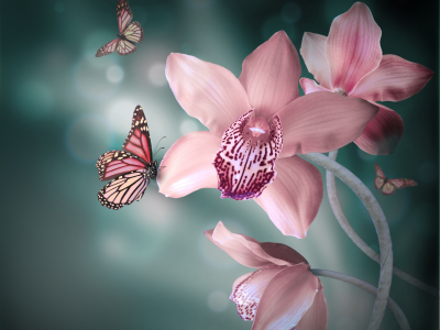 бабочки, розовые, фон, орхидея, цветы