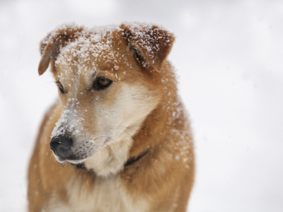 собака, снег, друг