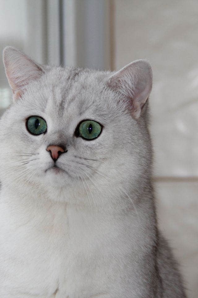 британская шиншилла, окно, кошка, зеленые глаза