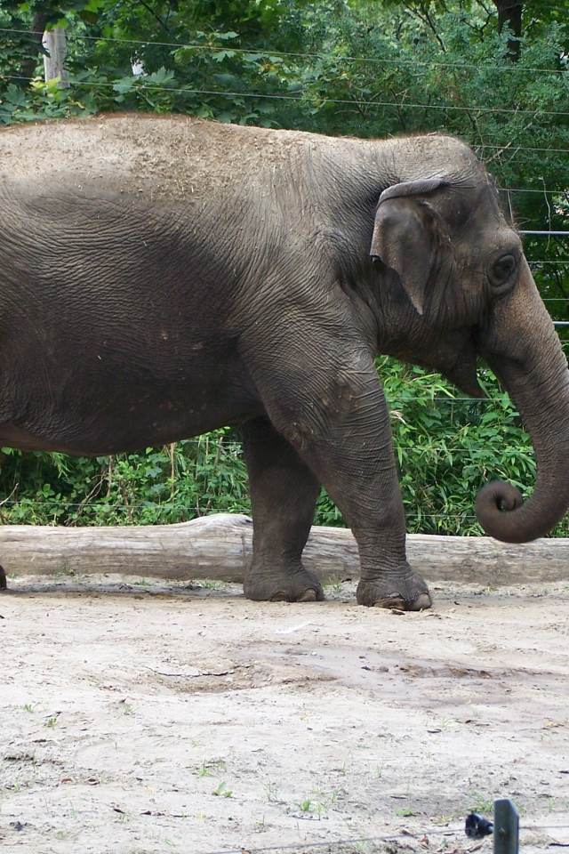 Слон, Берлин ZOO